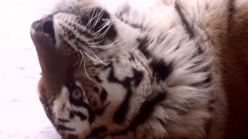 CloseUp of White Tiger Lying in Snow