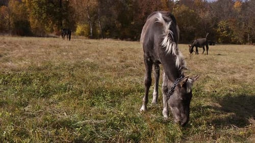 Ein braunes Pferd frisst Gras auf einer Lichtung. Pferde und andere Tiere grasen auf der Wiese.