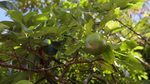 Nahaufnahme einer Avocado auf einem Baum aus einem niedrigen Winkel. Handgerät