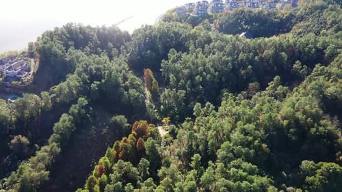 Autumn forest