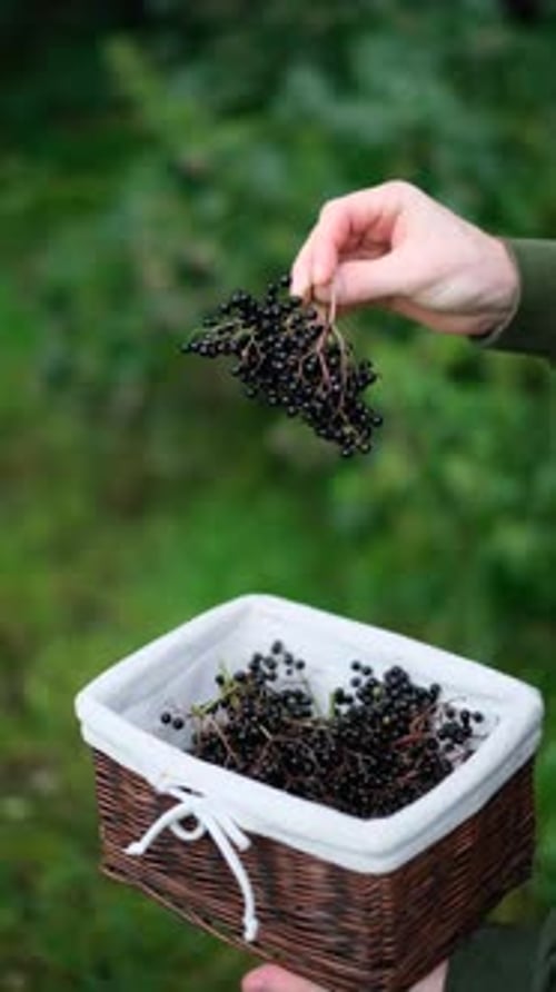 A man takes a bunch of ripe black elderberries from a basket in the forest. Black elderberry harvest
