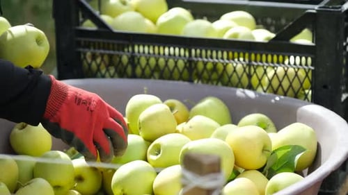 Farmers Harvesting Golden Apples