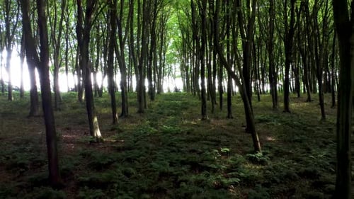 4K Drohne, die sich sehr langsam bewegt, durch Bäume in einem Wald