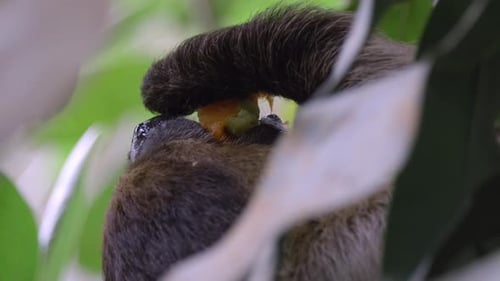 Hungry Sloth Hanging On A Tree Enjoying Its Food. - close up