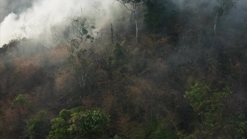 Fire in the tropical forest with smoke