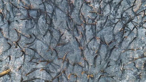 Devastated Forest Ground Covered with Ash Layer and Charred Dead Vegetation After Wildfire