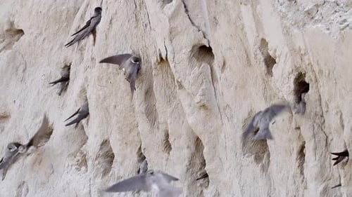 Swallows Flying Near Nests in Cliffside Burrow