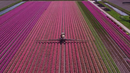 Aerial view of colorful tulip fields with windmills, Netherlands.