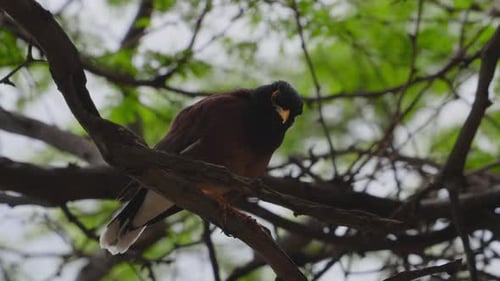 a myna bird or mynah bird looks inquisitively at the camera before flying away