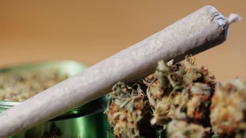Medical Marijuana Bud Flowers of Cannabis with Big Joint and Grinder and Shredded Cannabis THC CBD
