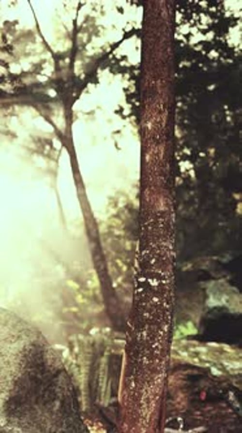 Misty Forest Scene at Dawn With Sunlight Filtering Through