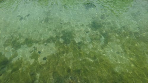 Stagnant Sea Water Natural Background with Seaweeds