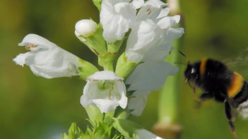 Gorgeous Crystal Peak White Obedient Flowers With A Bumblebee Flying Around For Nectar On A Sunny Sp