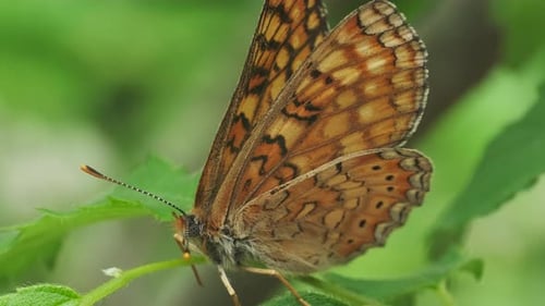 Close Up of a Brown Patterned Butterfly on Leaf