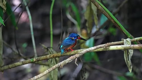 Blue-eared Kingfisher Bird Looking For Fish To Catch In The River. - closeup shot