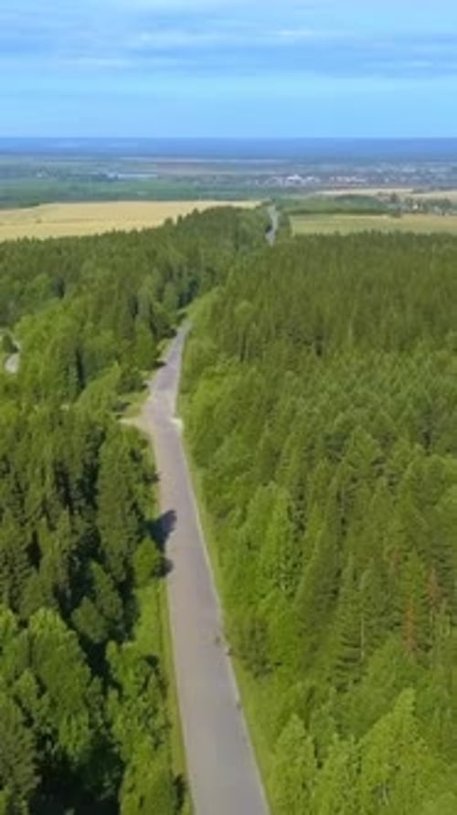 A Bird'seye View of the Forest Clip A Huge Forest with Tall Green Trees Next to the Road Behind