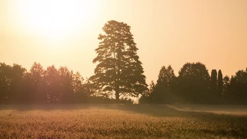 Golden Morning Sun Rising Behind A Lone Tree In Meadow