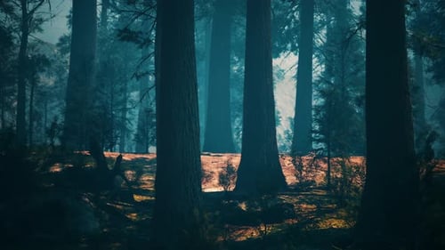 Evening Sun in the Pine Forest
