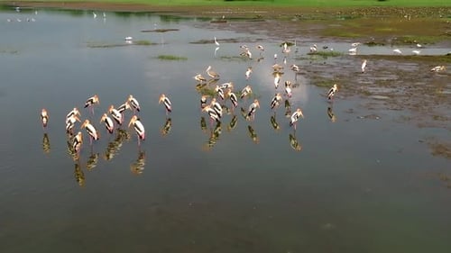 Sri Lanka wader foraging in ripples on muddy shore