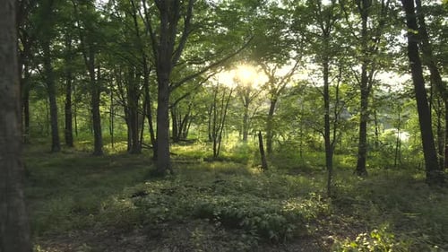 Eine sich rückwärts bewegende Antenne zwischen Ästen und Baumstämmen in einem dichten Wald bei Sonnenuntergang.