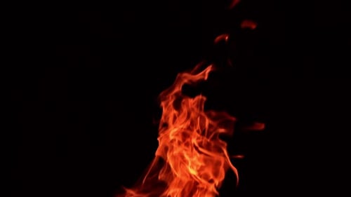 Red flames of burning fire striving up. Tongues of bonfire isolated at black backdrop.