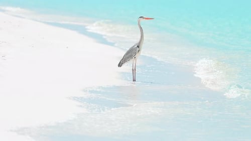 One Heron Stands on the White Sand on the Amazing Wild Beach of the Island of Maldives in the Indian
