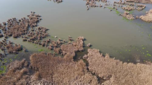 Aerial Drone Flight Over Lake with Reeds Growing on Shore Landscape View Dyring Spring Sunny Evening