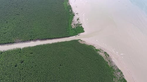 Mangrove forest aerial view shows vibrant greenery