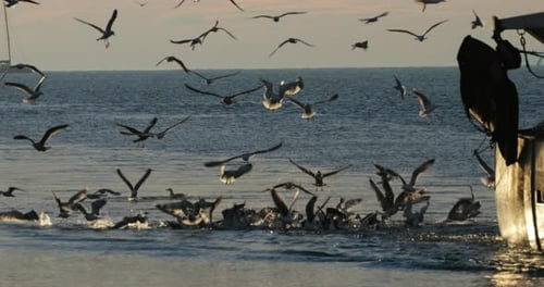 Möwen fischen bei Sonnenuntergang, Mittelmeer, Frankreich