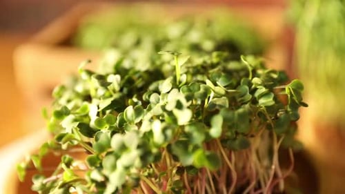 Close-up of Fresh Green Sprouts in Natural Light