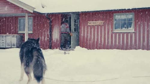 Back View Of An Alaskan Malamute Standing Under Snowfall, Left By Pet Owner Who Went Into The House
