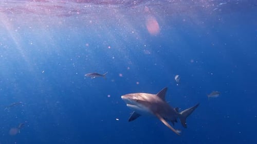 Bull shark swimming at surface of ocean on sunny day with light shining through