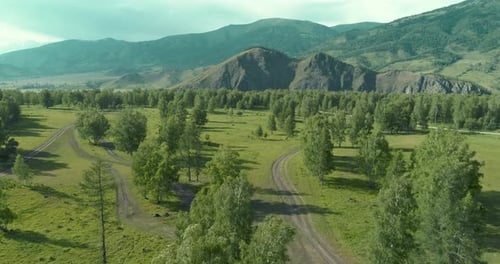 Aerial View Low Flight Above Evergreen Pine Tree Landscape with Endless Mountain Forest at Sunny