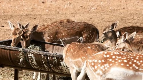 Spotted Fallow Deer Herd Feeding at Trough on Ranch