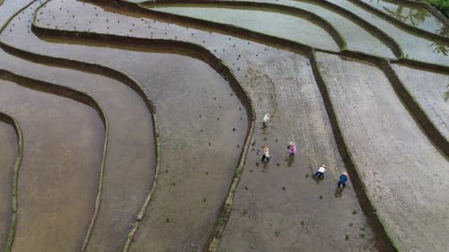 Schöne Morgenansicht in Indonesien, Panoramalandschaft von Reisfeldern mit Bergketten