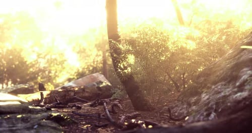 Sunlight Filters Through Trees in a Tranquil Forest Environment