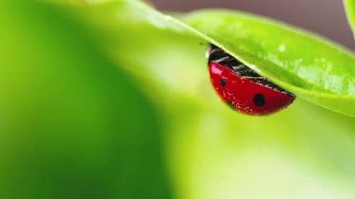 Ladybug in the Green Grass in the Forest