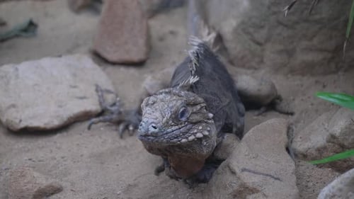Iguana Resting on Rocks and Sand