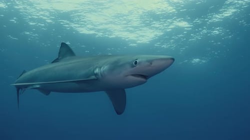 Large Blue Shark close up swimming through the Atlantic Ocean
