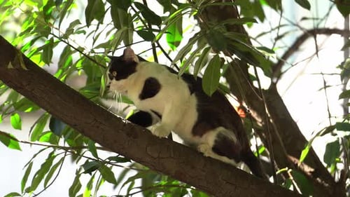 Un chat dans l'arbre
