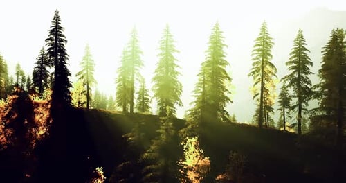 Majestic Pine Forest with Sunlight Filtering Through Trees and Vibrant Foliage