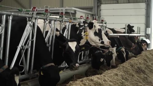 Cows on a diary farm eating. Cattle of cows