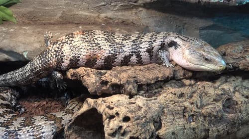 Blue Tongued Skink Resting Peacefully on Wood