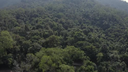 Aerial View of a Lush Tropical Forest