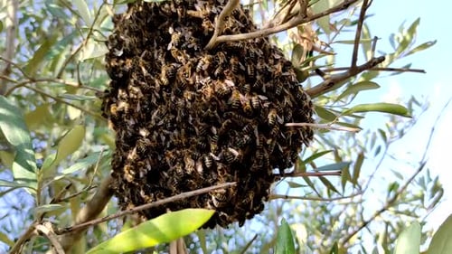 Honeybee Swarm Cluster on Tree Branch