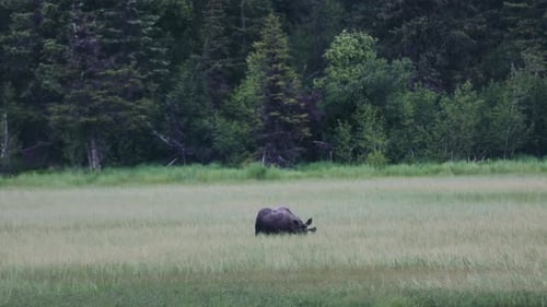 Alaskan Moose Walking And Grazing In The Grassland Of Anchorage, Alaska. - wide