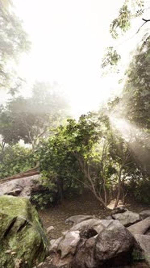 Sun Shining Through Trees and Rocks