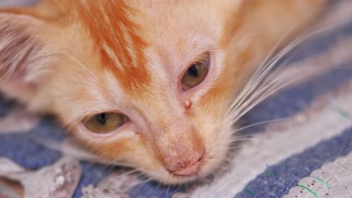 close up of the eyes of a sleeping kitten