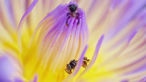 Bees Pollinating Purple and Yellow Tropical Flower