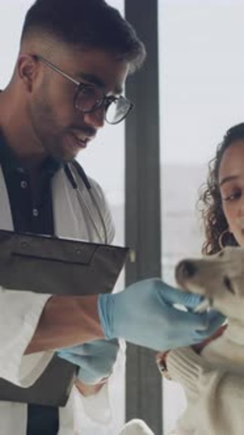 Vet, people and dog in clinic with clipboard for medical checkup, healthcare service